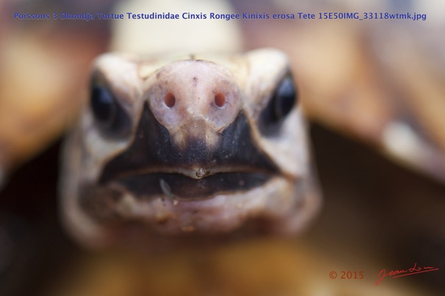 015 Poissons 3 Okondja Tortue Testudinidae Cinxis Rongee Kinixis erosa Tete 15E50IMG_33118wtmk.jpg